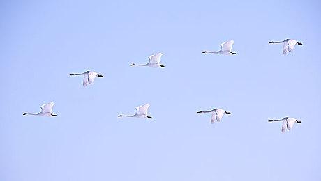 《羊蹄山之魂》细节分析 多处致敬日本著名电影风格